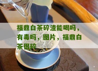 福鼎白茶碎渣能喝吗，有毒吗，图片，福鼎白茶很碎