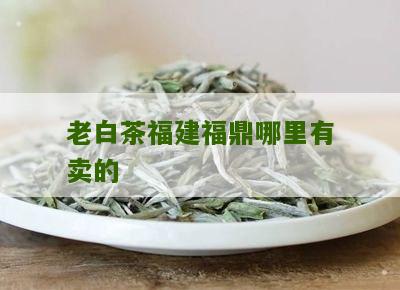 老白茶福建福鼎哪里有卖的