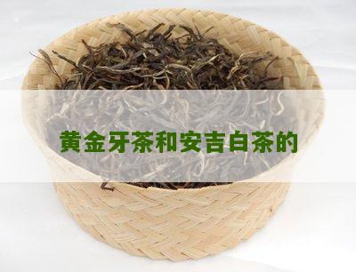 黄金牙茶和安吉白茶的