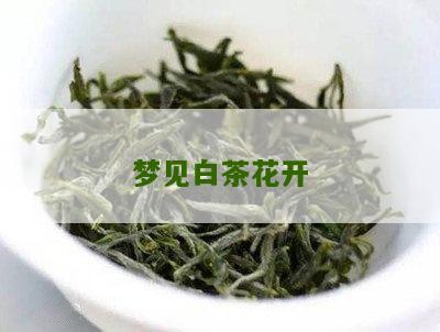 梦见白茶花开