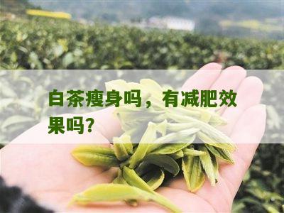 白茶瘦身吗，有减肥效果吗？