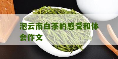 泡云南白茶的感受和体会作文