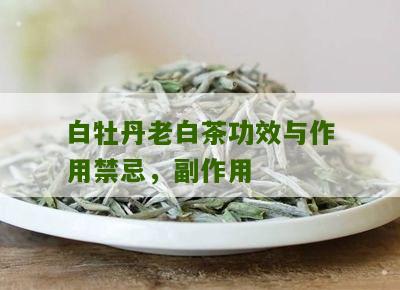 白牡丹老白茶功效与作用禁忌，副作用