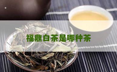 福鼎白茶是哪种茶