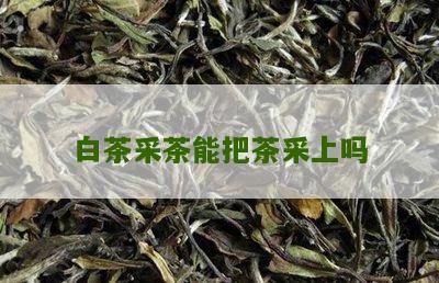 白茶采茶能把茶采上吗