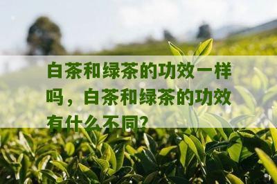 白茶和绿茶的功效一样吗，白茶和绿茶的功效有什么不同？