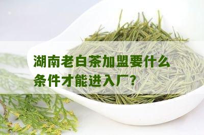 湖南老白茶加盟要什么条件才能进入厂？