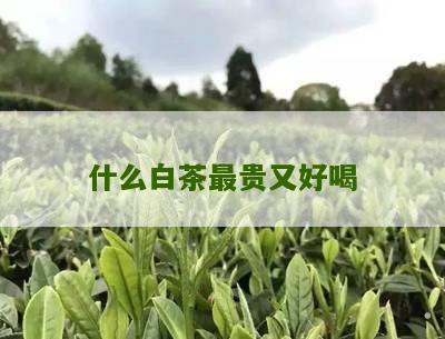 什么白茶最贵又好喝