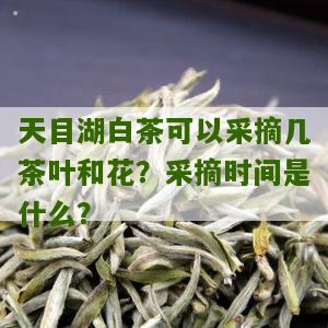 天目湖白茶可以采摘几茶叶和花？采摘时间是什么？