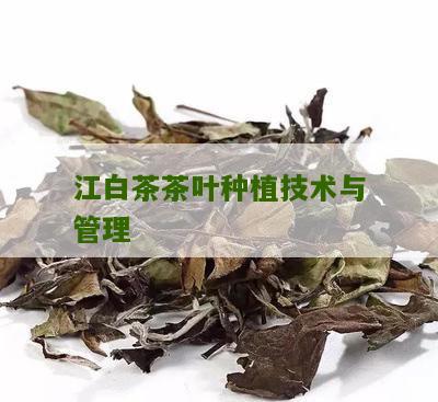 江白茶茶叶种植技术与管理