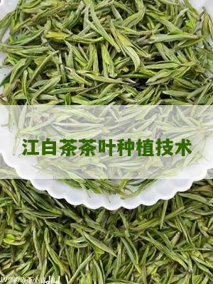 江白茶茶叶种植技术