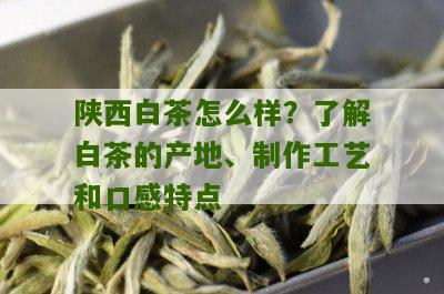 陕西白茶怎么样？了解白茶的产地、制作工艺和口感特点