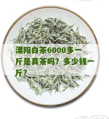 溧阳白茶6000多一斤是真茶吗？多少钱一斤？