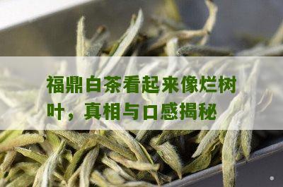 福鼎白茶看起来像烂树叶，真相与口感揭秘