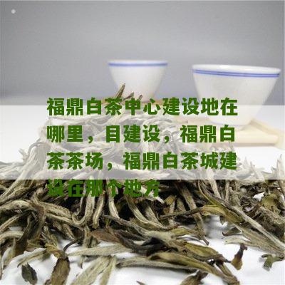 福鼎白茶中心建设地在哪里，目建设，福鼎白茶茶场，福鼎白茶城建设在那个地方