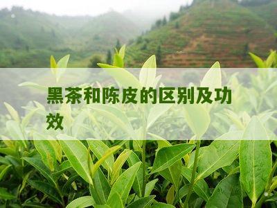 黑茶和陈皮的区别及功效