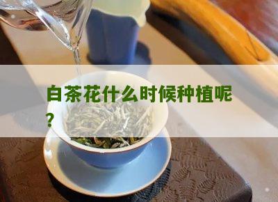 白茶花什么时候种植呢？