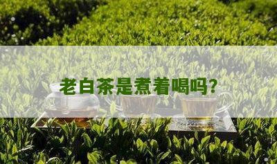 老白茶是煮着喝吗？