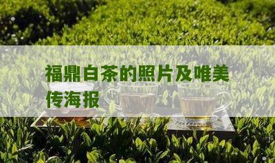 福鼎白茶的照片及唯美传海报