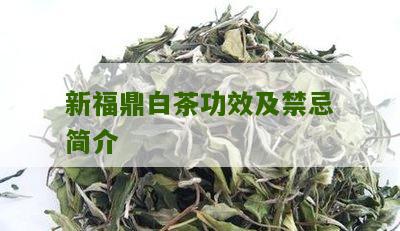 新福鼎白茶功效及禁忌简介