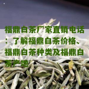 福鼎白茶厂家直销电话：了解福鼎白茶价格、福鼎白茶种类及福鼎白茶产地