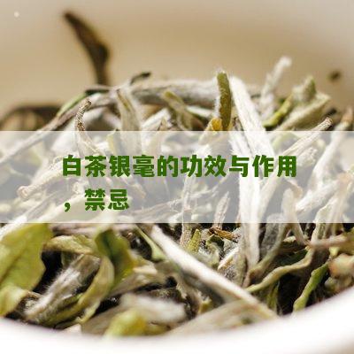 白茶银毫的功效与作用，禁忌