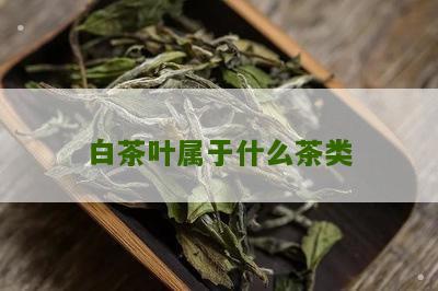 白茶叶属于什么茶类