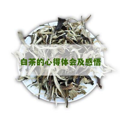 白茶的心得体会及感悟