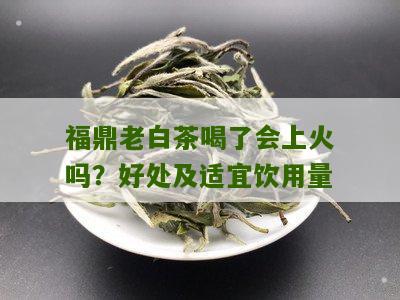 福鼎老白茶喝了会上火吗？好处及适宜饮用量