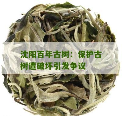 沈阳百年古树：保护古树遭破坏引发争议