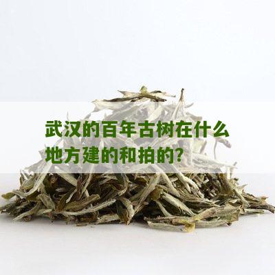 武汉的百年古树在什么地方建的和拍的？