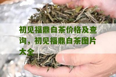 初见福鼎白茶价格及查询，初见福鼎白茶图片大全