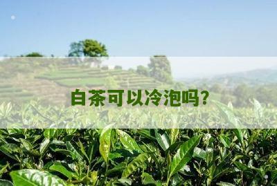 白茶可以冷泡吗？