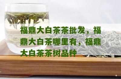 福鼎大白茶茶批发，福鼎大白茶哪里有，福鼎大白茶茶树品种