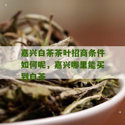 嘉兴白茶茶叶招商条件如何呢，嘉兴哪里能买到白茶