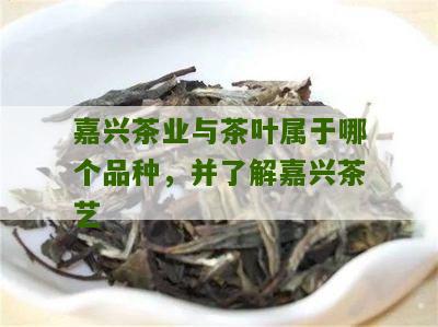 嘉兴茶业与茶叶属于哪个品种，并了解嘉兴茶艺