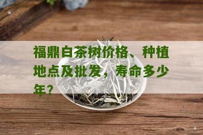 福鼎白茶树价格、种植地点及批发，寿命多少年？