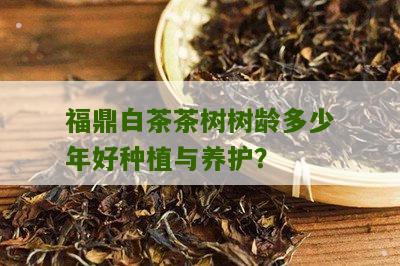 福鼎白茶茶树树龄多少年好种植与养护？