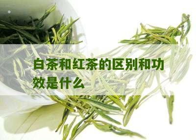 白茶和红茶的区别和功效是什么