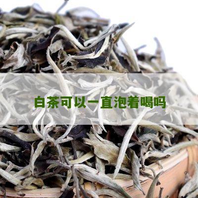 白茶可以一直泡着喝吗