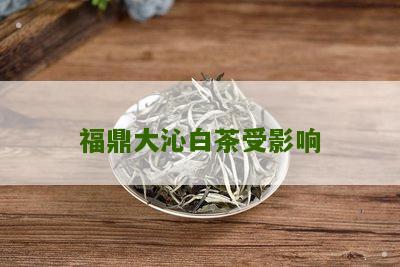 福鼎大沁白茶受影响