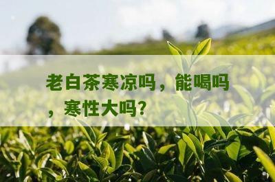 老白茶寒凉吗，能喝吗，寒性大吗？