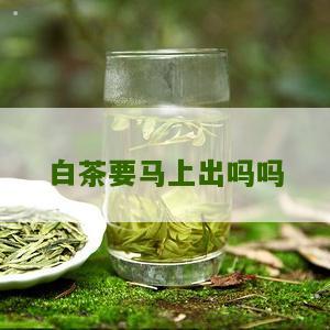 白茶要马上出吗吗