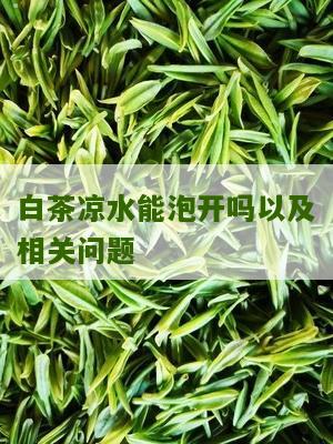 白茶凉水能泡开吗以及相关问题