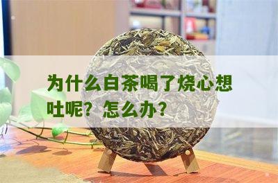 为什么白茶喝了烧心想吐呢？怎么办？