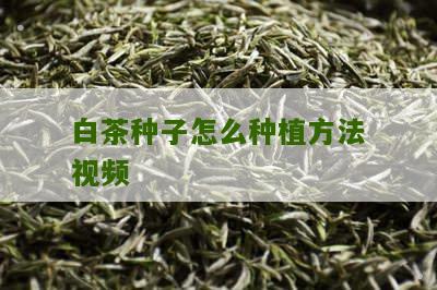 白茶种子怎么种植方法视频