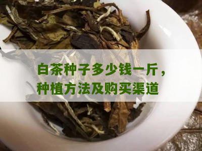 白茶种子多少钱一斤，种植方法及购买渠道