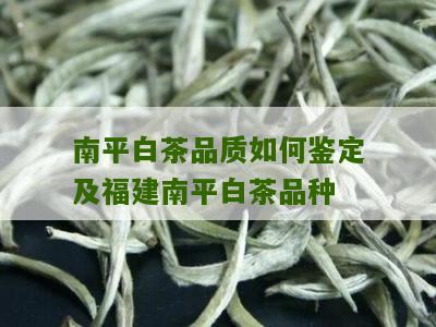 南平白茶品质如何鉴定及福建南平白茶品种