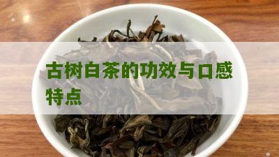 古树白茶的功效与口感特点