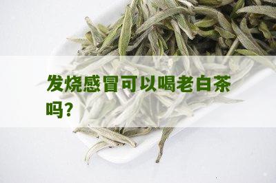 发烧感冒可以喝老白茶吗？